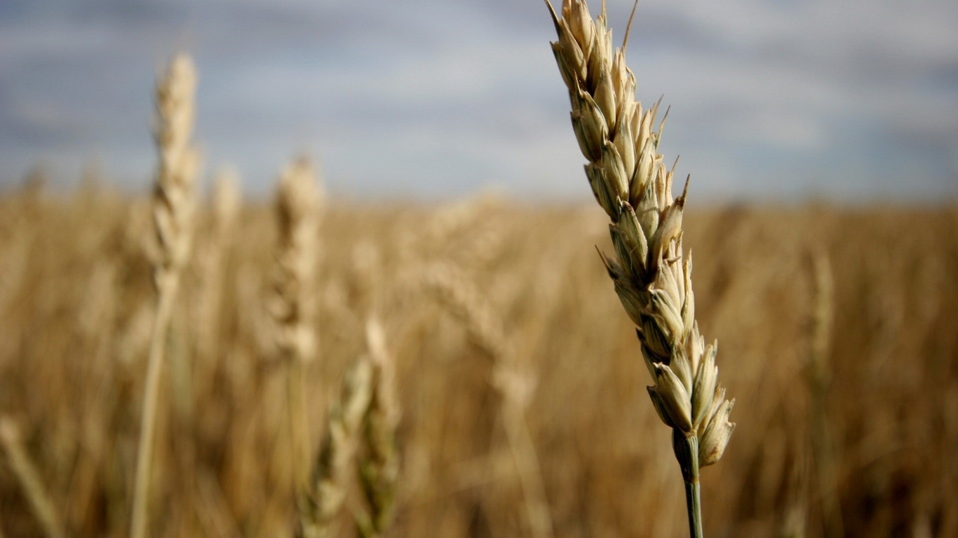 Ear of wheat for 1366 x 768 HDTV resolution
