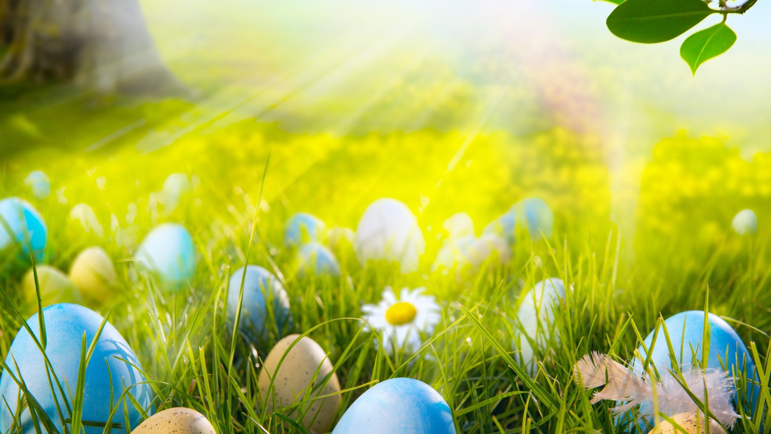 Easter Eggs Field for 2560x1440 HDTV resolution