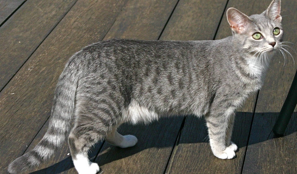 Egyptian Mau Cat for 1024 x 600 widescreen resolution