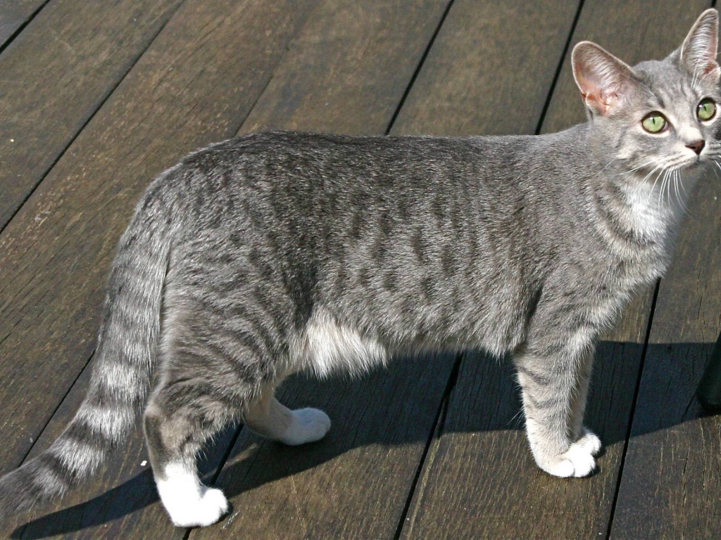 Egyptian Mau Cat for 1024 x 768 resolution