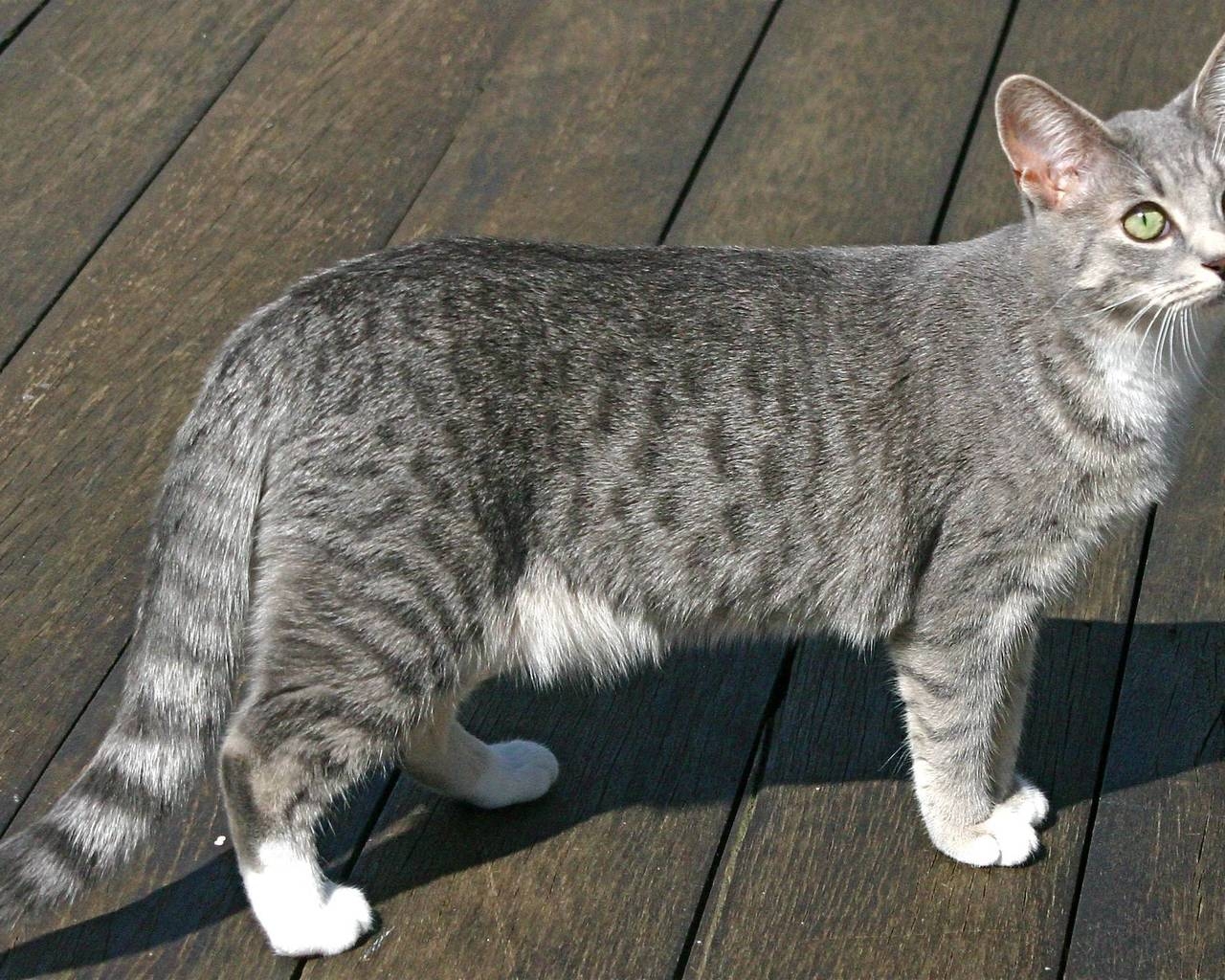 Egyptian Mau Cat for 1280 x 1024 resolution