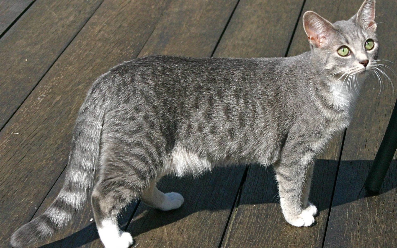 Egyptian Mau Cat for 1280 x 800 widescreen resolution