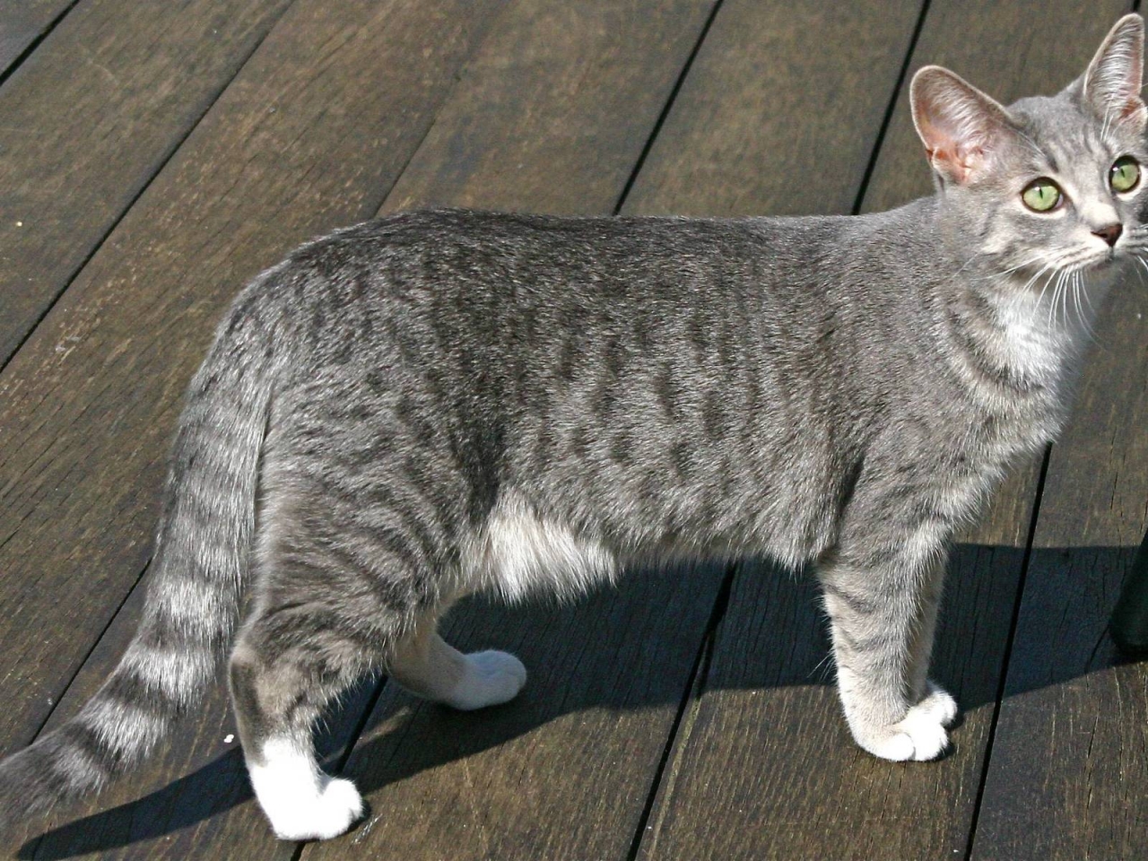 Egyptian Mau Cat for 1280 x 960 resolution