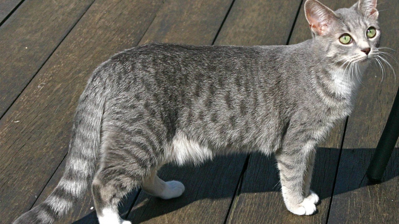 Egyptian Mau Cat for 1366 x 768 HDTV resolution