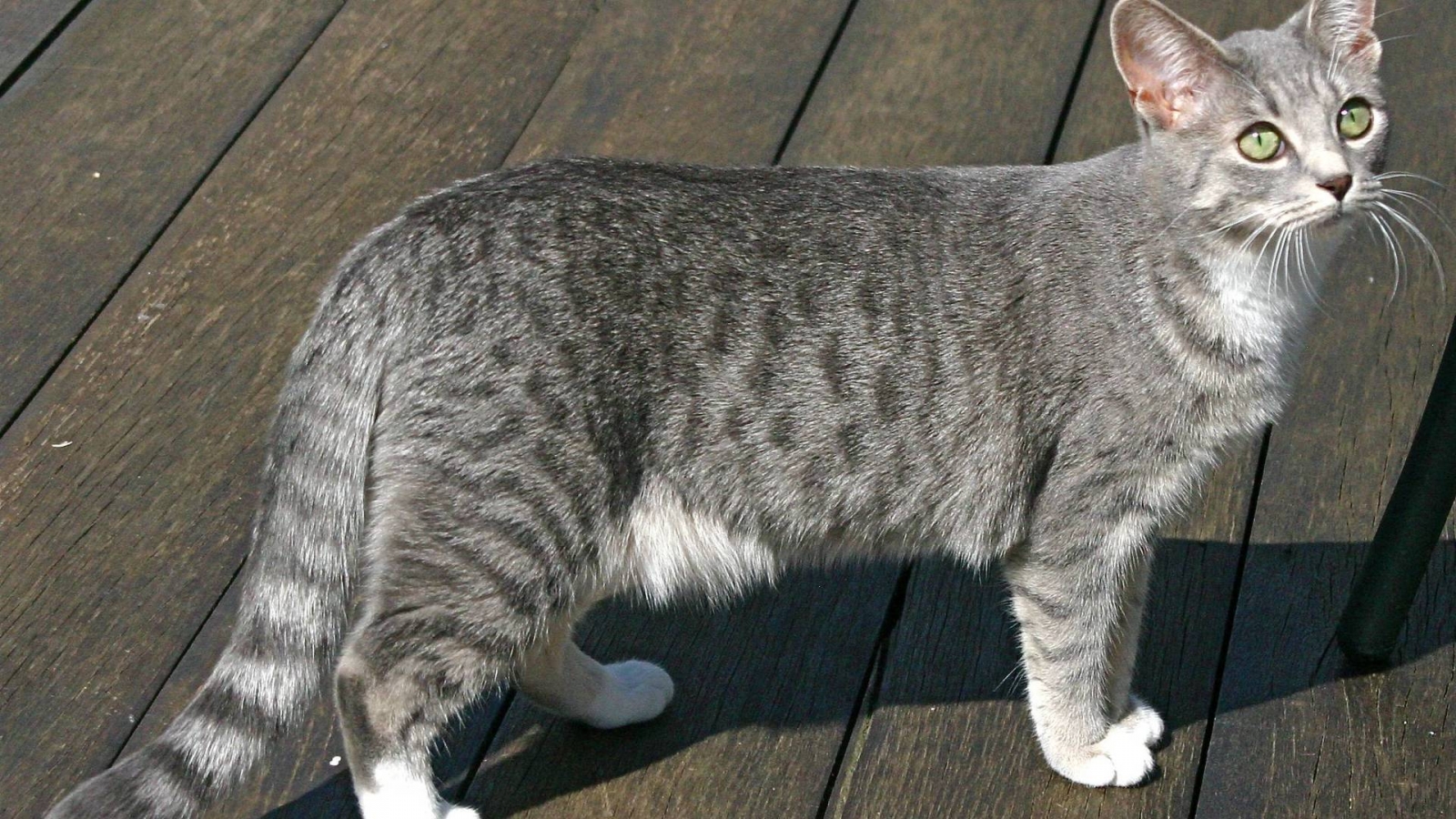 Egyptian Mau Cat for 1600 x 900 HDTV resolution