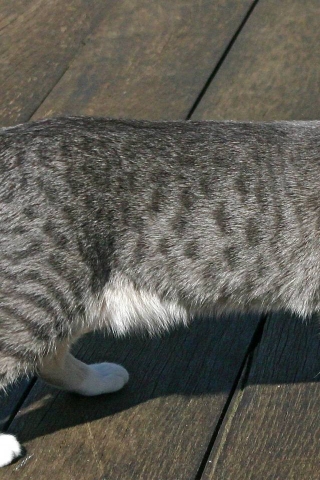 Egyptian Mau Cat for 320 x 480 iPhone resolution