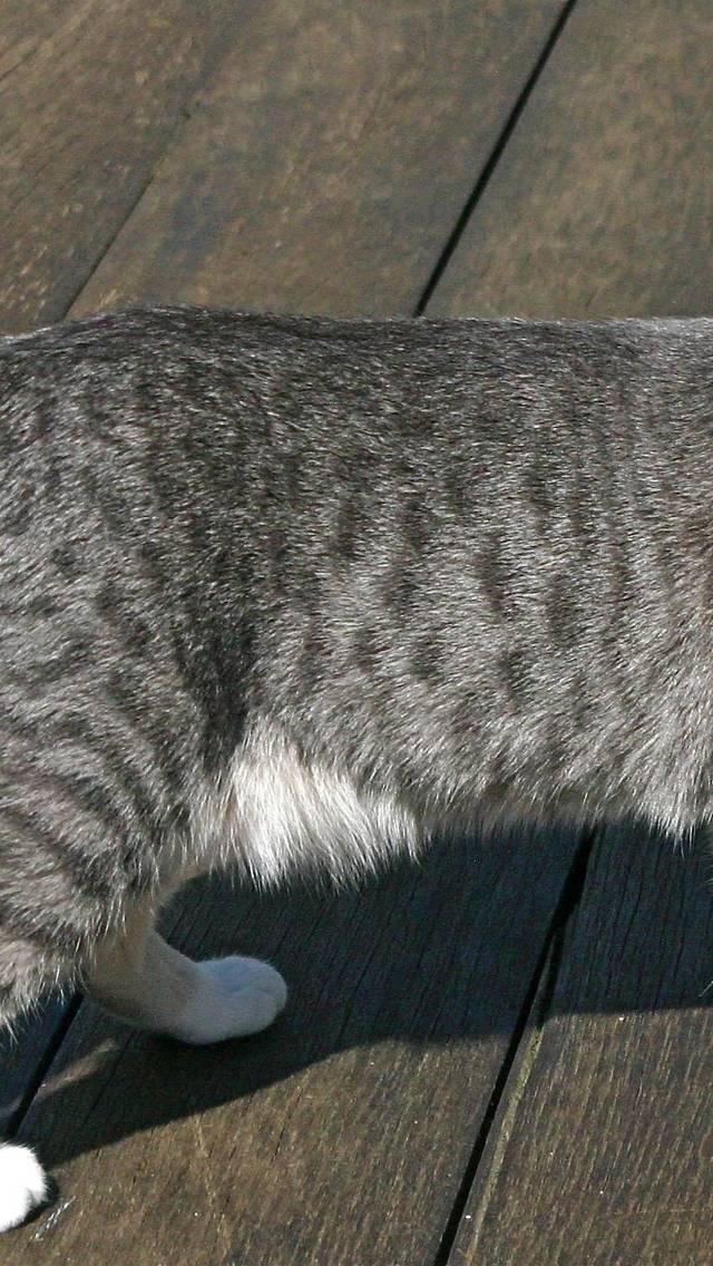 Egyptian Mau Cat for 640 x 1136 iPhone 5 resolution