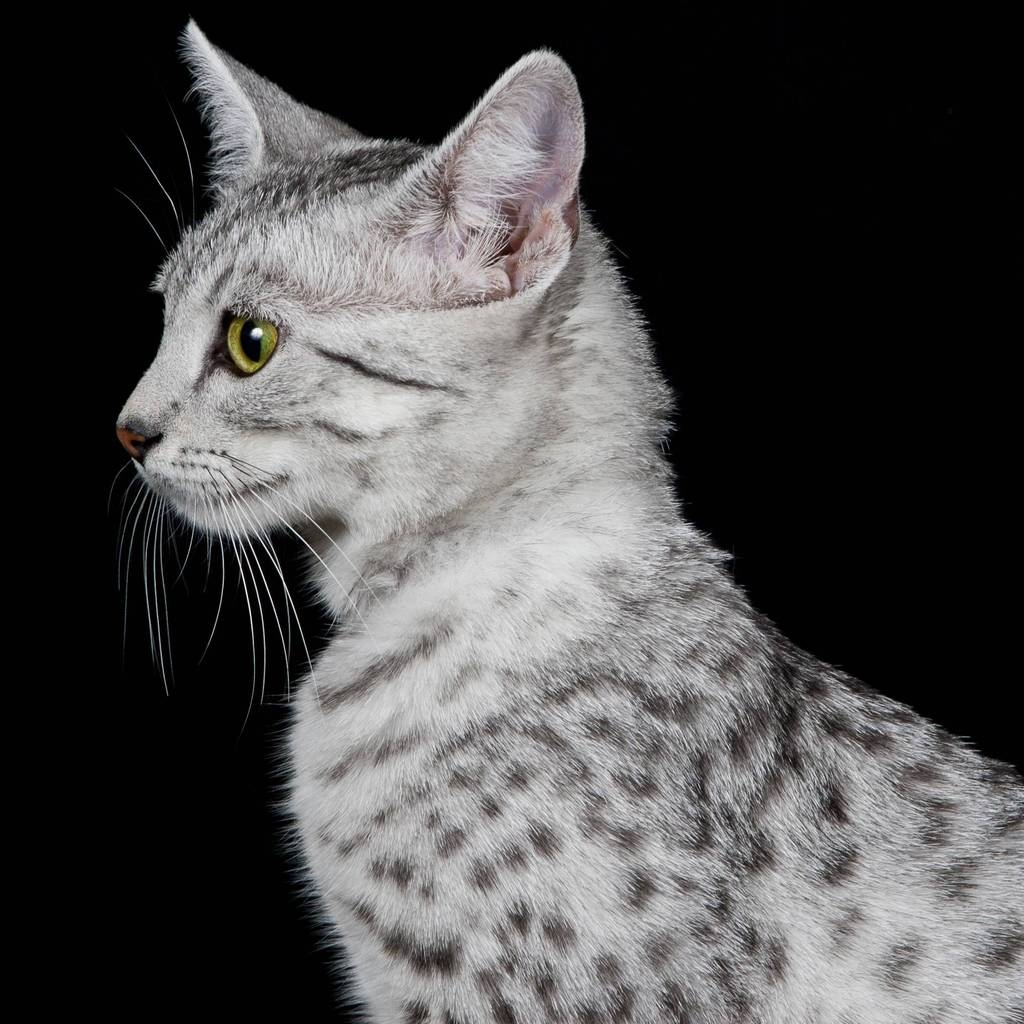 Egyptian Mau Cat Profile Look for 1024 x 1024 iPad resolution