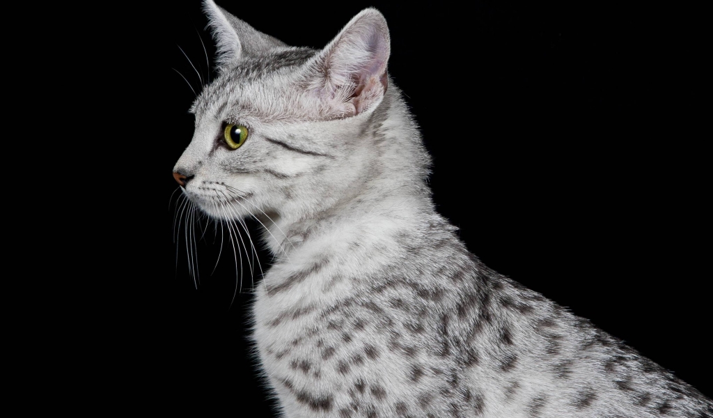 Egyptian Mau Cat Profile Look for 1024 x 600 widescreen resolution