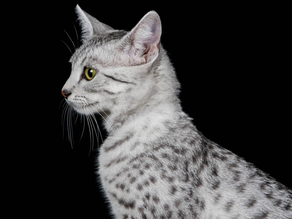 Egyptian Mau Cat Profile Look for 1024 x 768 resolution