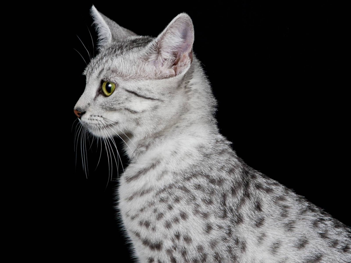 Egyptian Mau Cat Profile Look for 1152 x 864 resolution