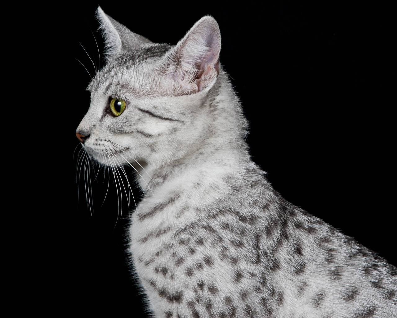 Egyptian Mau Cat Profile Look for 1280 x 1024 resolution