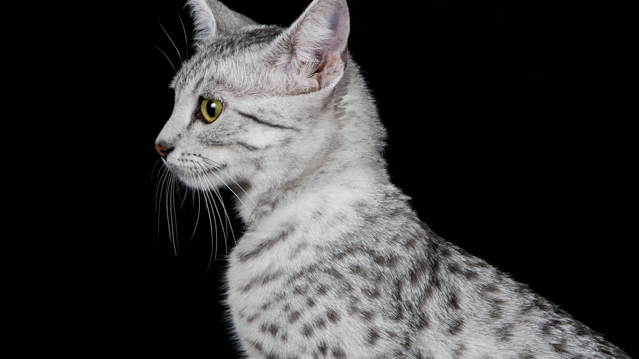 Egyptian Mau Cat Profile Look for 1280 x 720 HDTV 720p resolution
