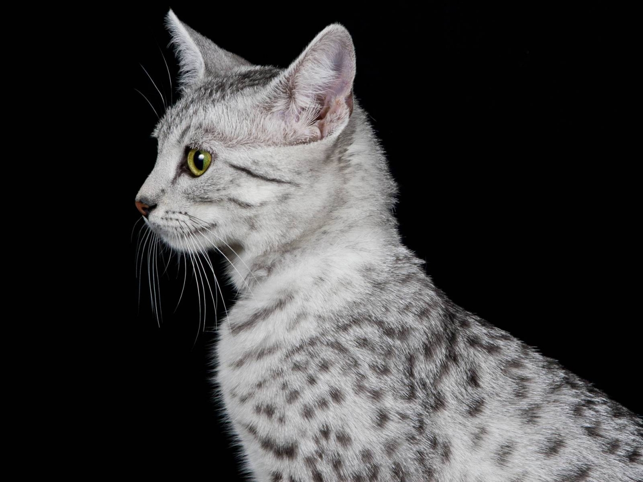 Egyptian Mau Cat Profile Look for 1280 x 960 resolution
