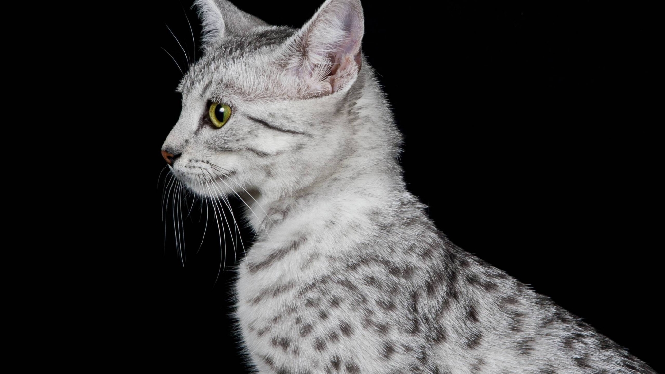 Egyptian Mau Cat Profile Look for 1366 x 768 HDTV resolution