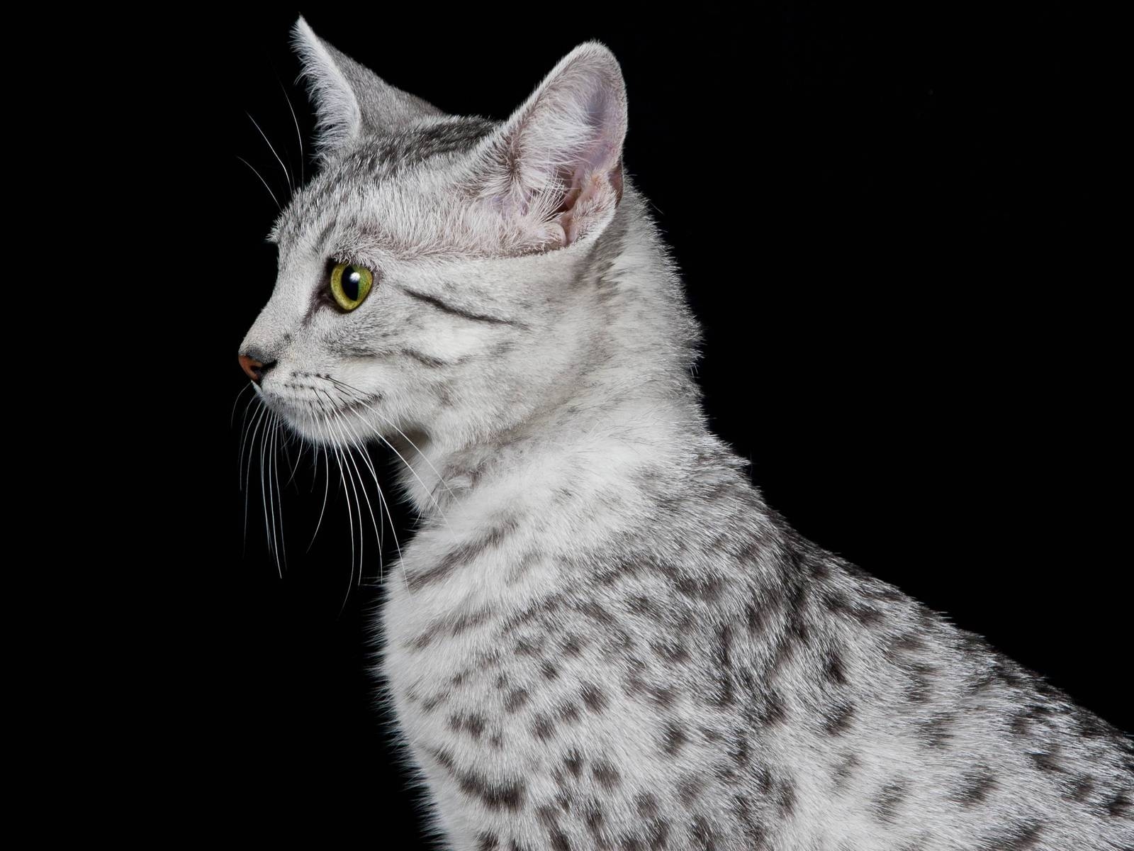 Egyptian Mau Cat Profile Look for 1600 x 1200 resolution