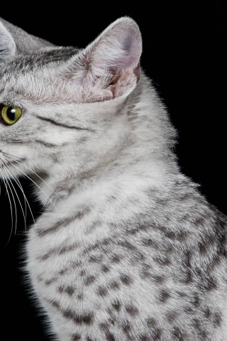 Egyptian Mau Cat Profile Look for 320 x 480 iPhone resolution