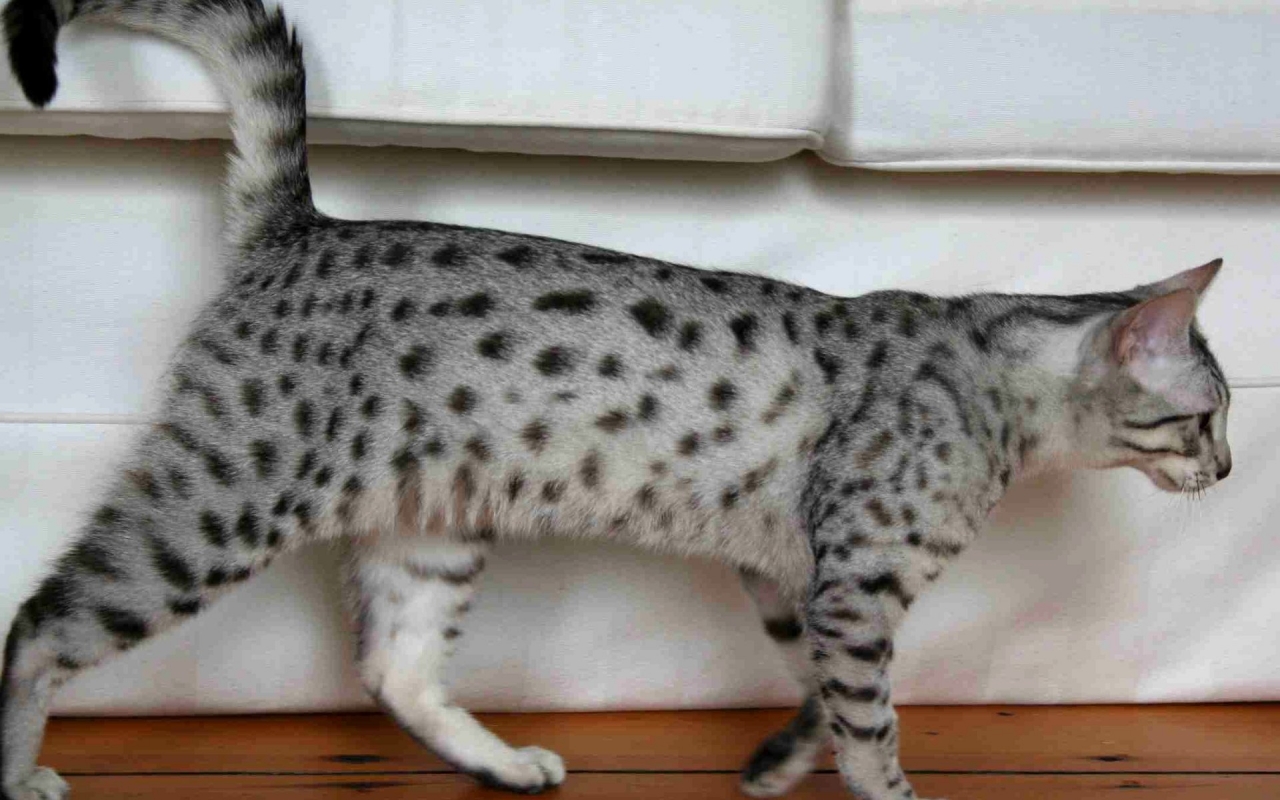 Egyptian Mau Cat Walking for 1280 x 800 widescreen resolution