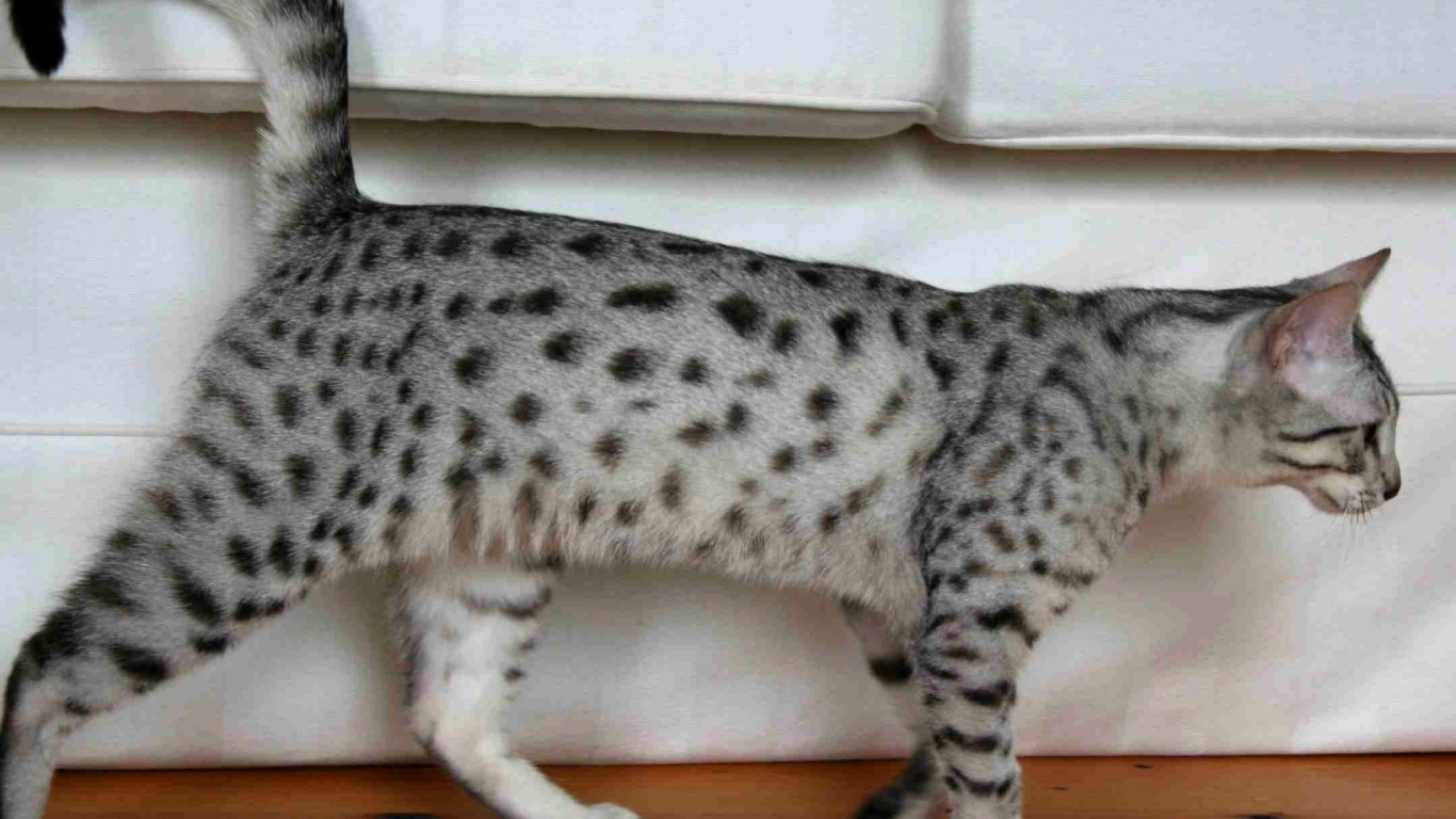 Egyptian Mau Cat Walking for 1366 x 768 HDTV resolution