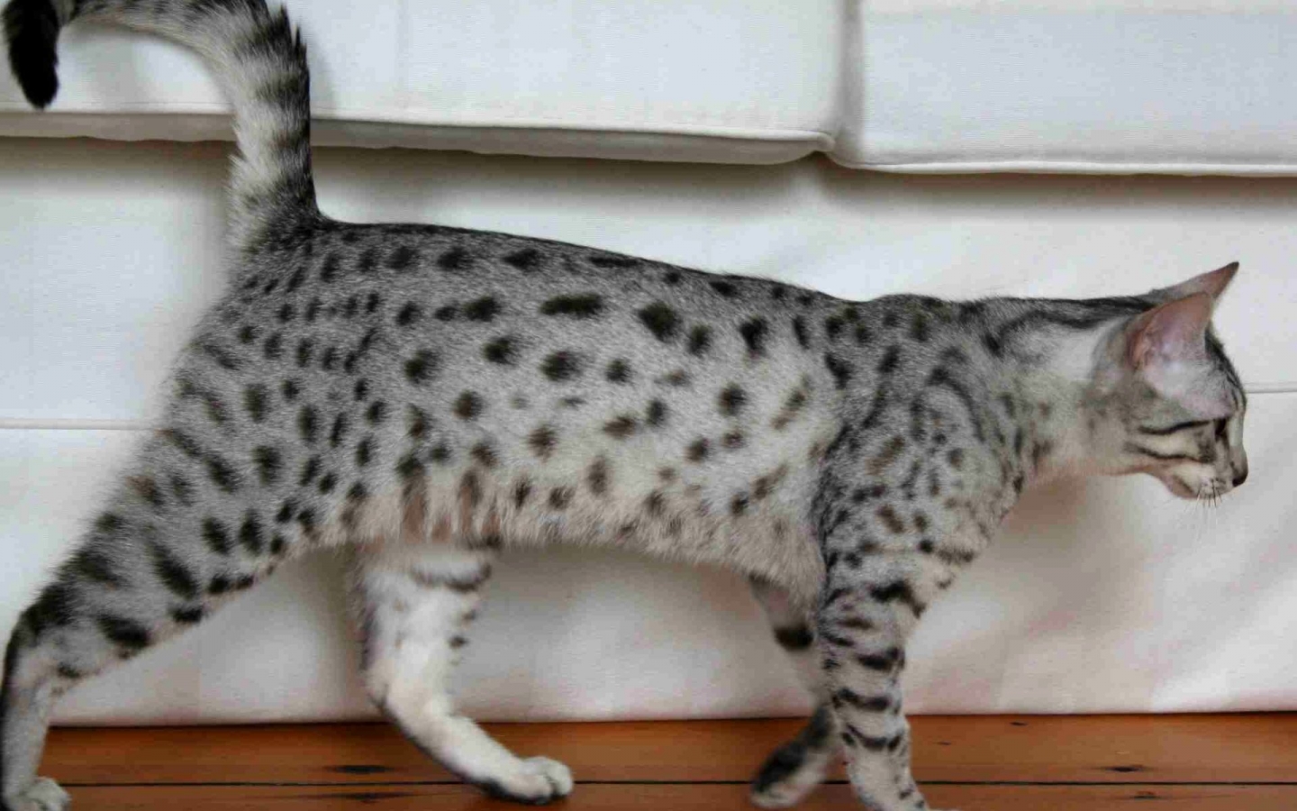 Egyptian Mau Cat Walking for 1440 x 900 widescreen resolution