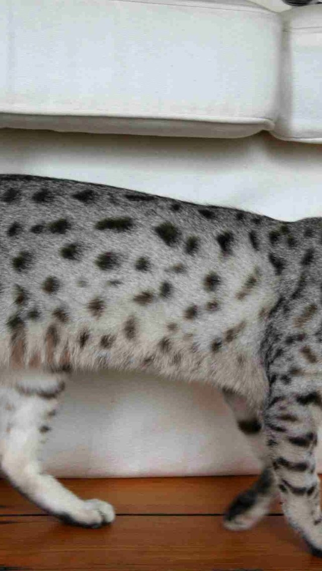 Egyptian Mau Cat Walking for 640 x 1136 iPhone 5 resolution