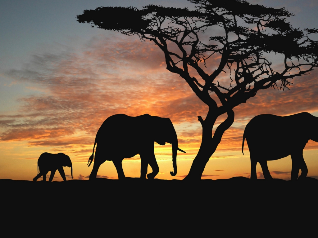 Elephants walking to westward for 1024 x 768 resolution