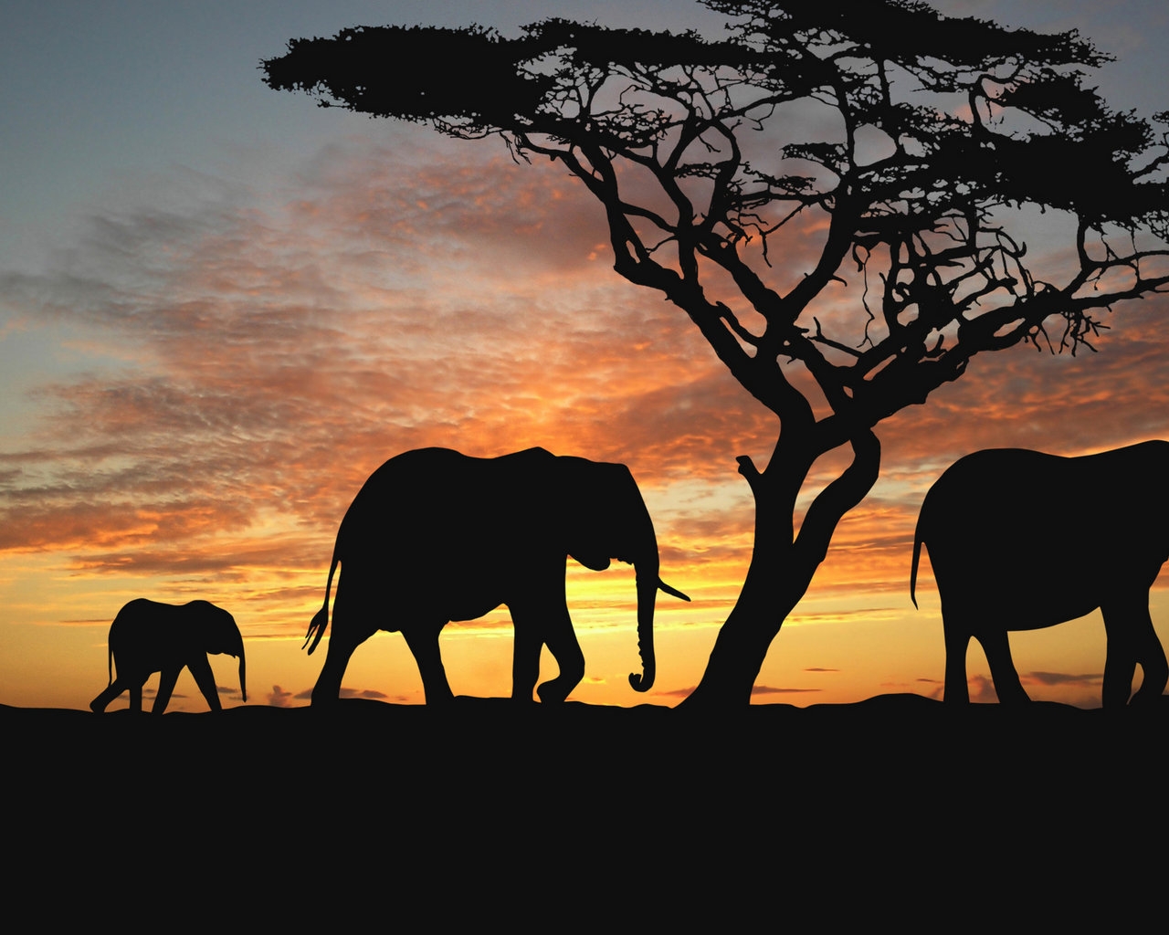 Elephants walking to westward for 1280 x 1024 resolution
