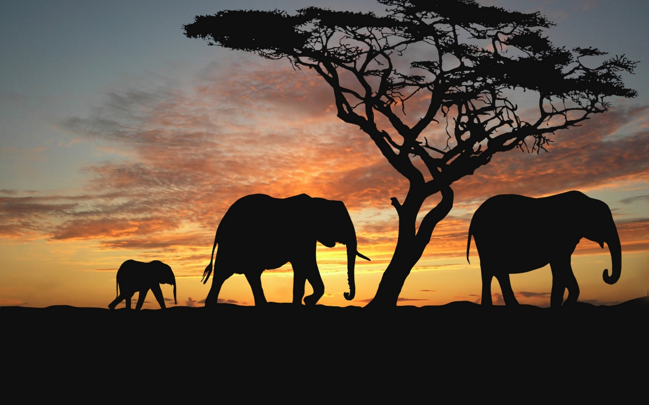 Elephants walking to westward for 1280 x 800 widescreen resolution