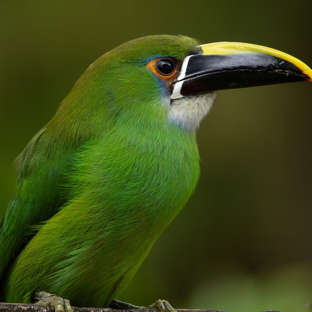 Emerald Toucanet for 1024 x 1024 iPad resolution