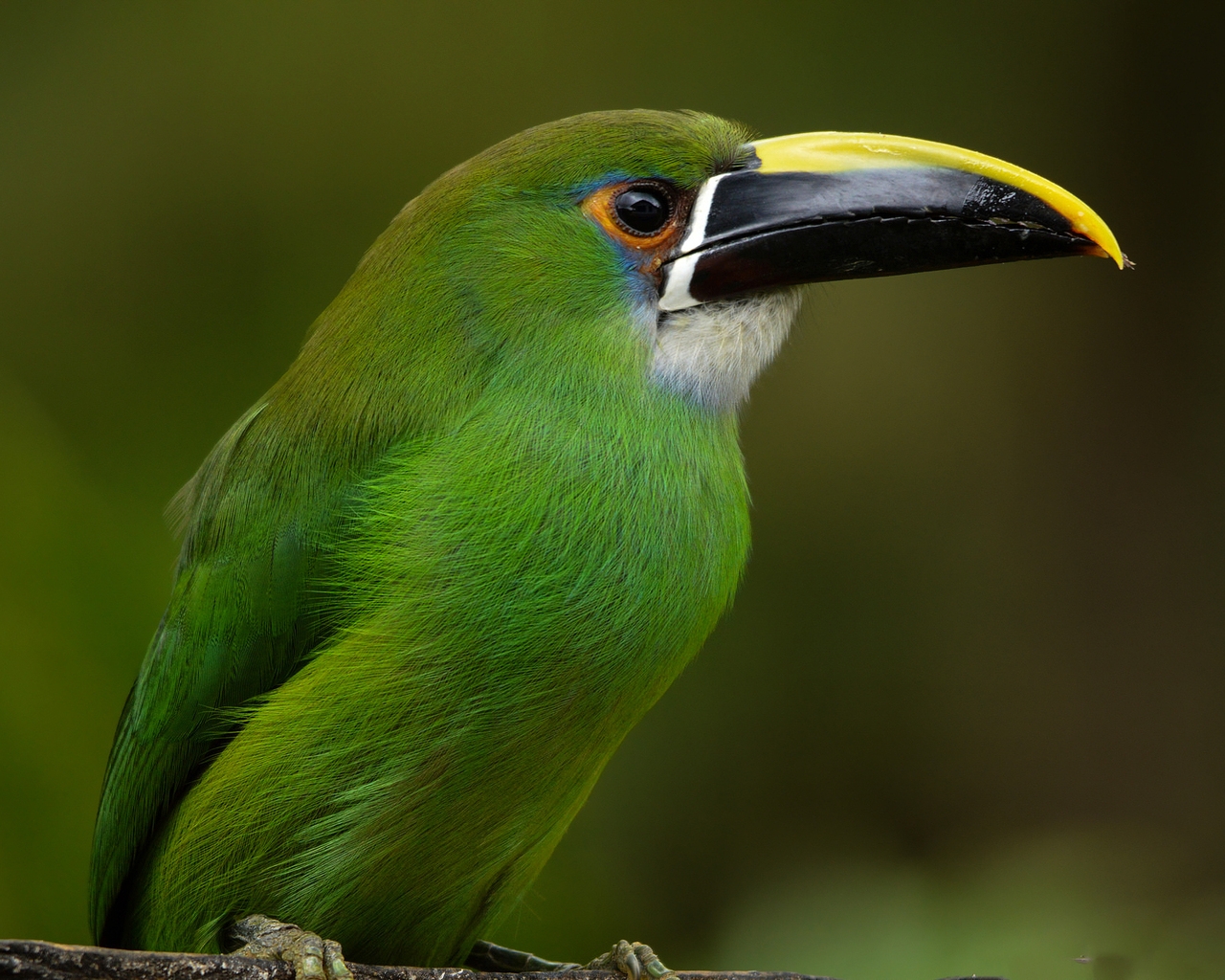Emerald Toucanet for 1280 x 1024 resolution