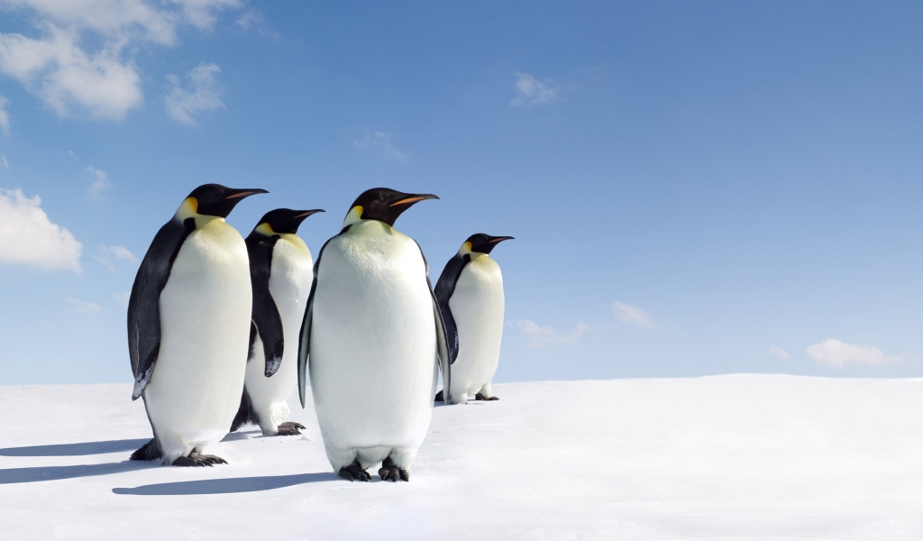 Emperor Penguins for 1024 x 600 widescreen resolution