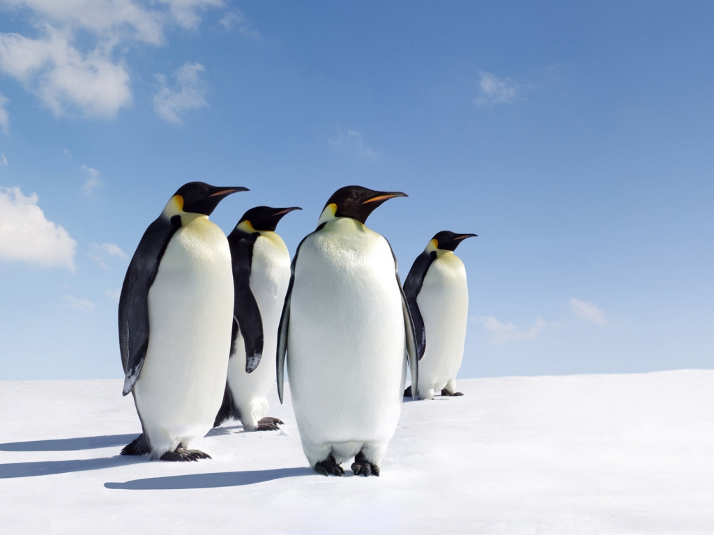 Emperor Penguins for 1024 x 768 resolution