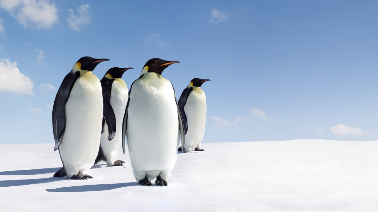 Emperor Penguins for 1280 x 720 HDTV 720p resolution