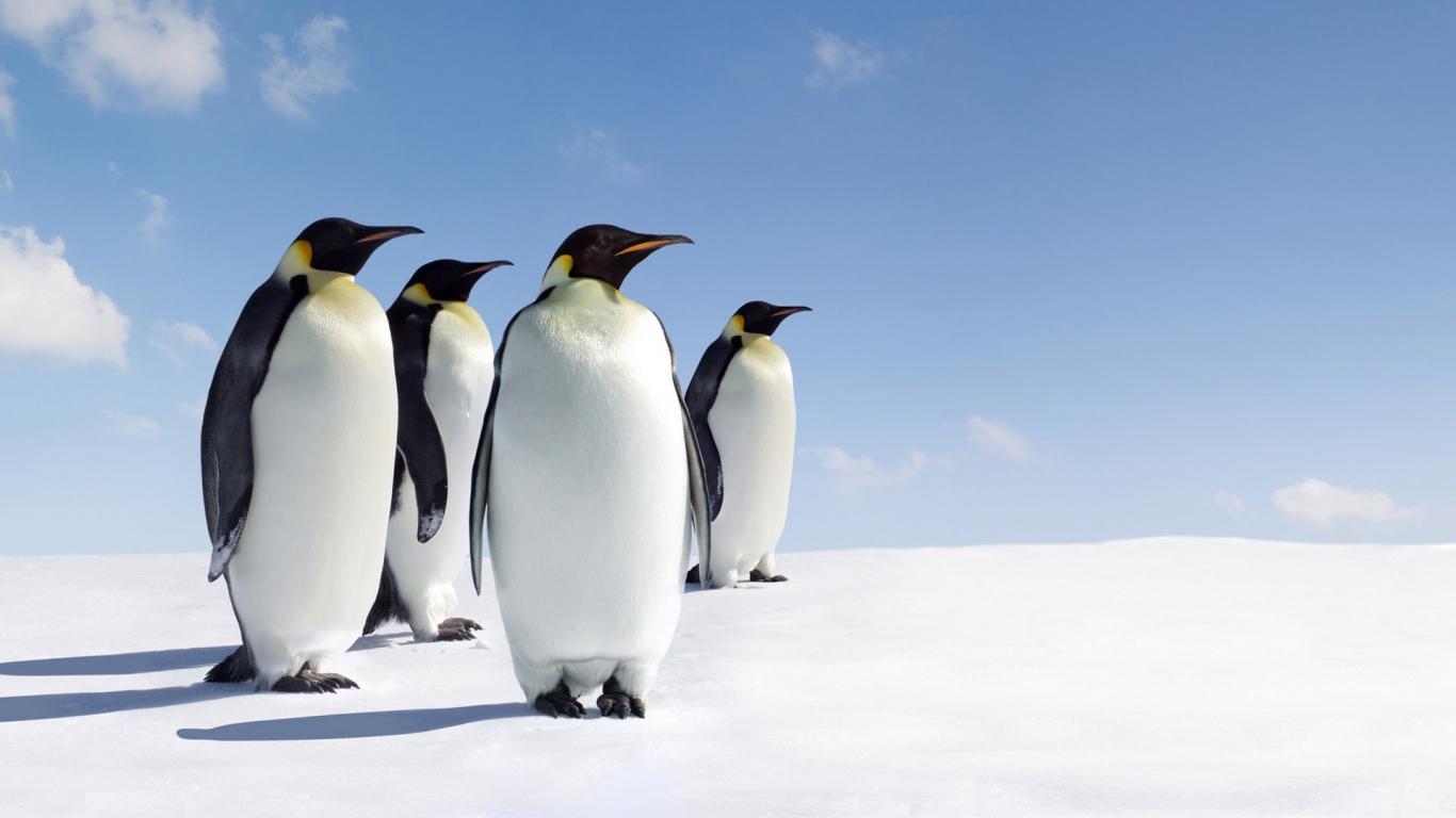 Emperor Penguins for 1366 x 768 HDTV resolution