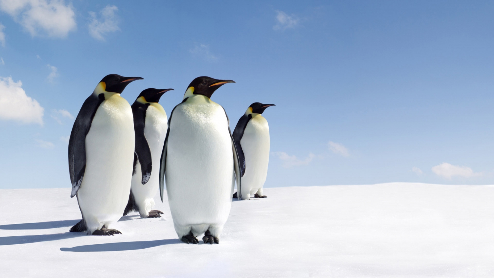 Emperor Penguins for 1600 x 900 HDTV resolution