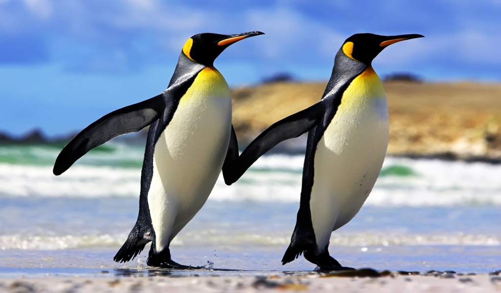 Emperor Penguins Couple for 1024 x 600 widescreen resolution