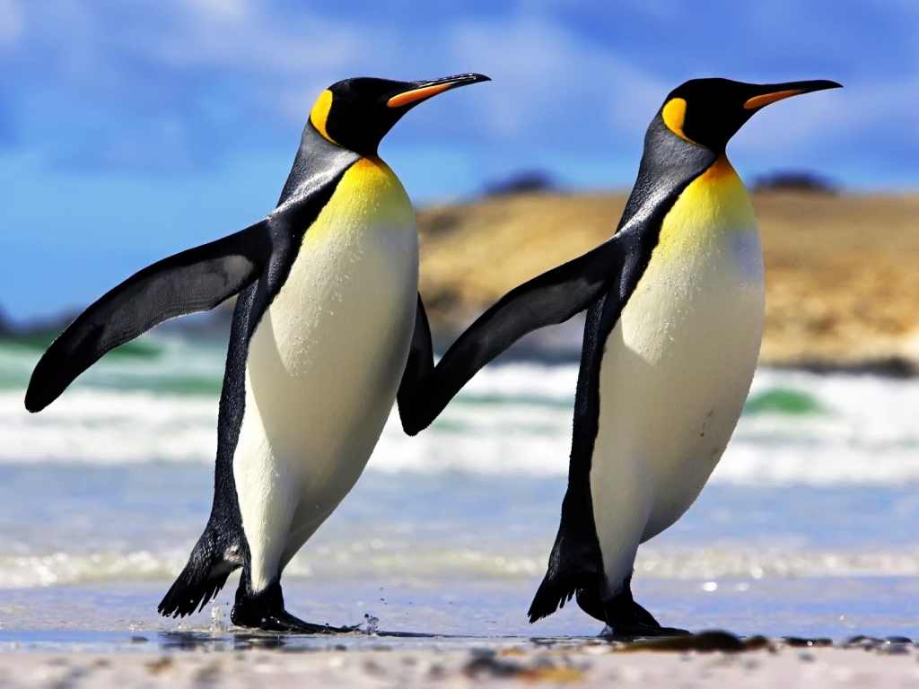 Emperor Penguins Couple for 1024 x 768 resolution