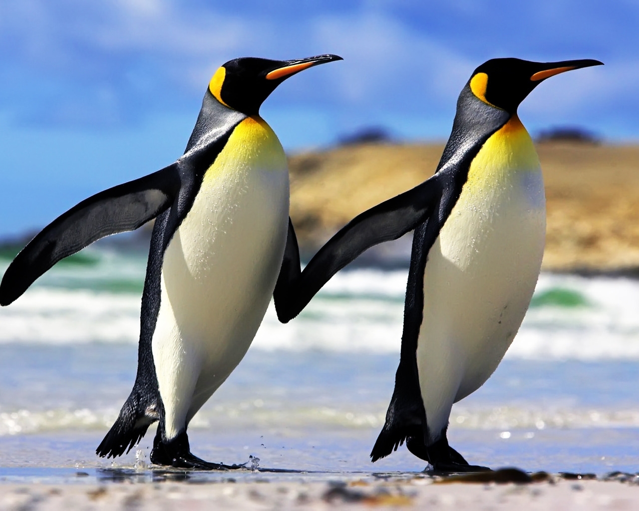 Emperor Penguins Couple for 1280 x 1024 resolution