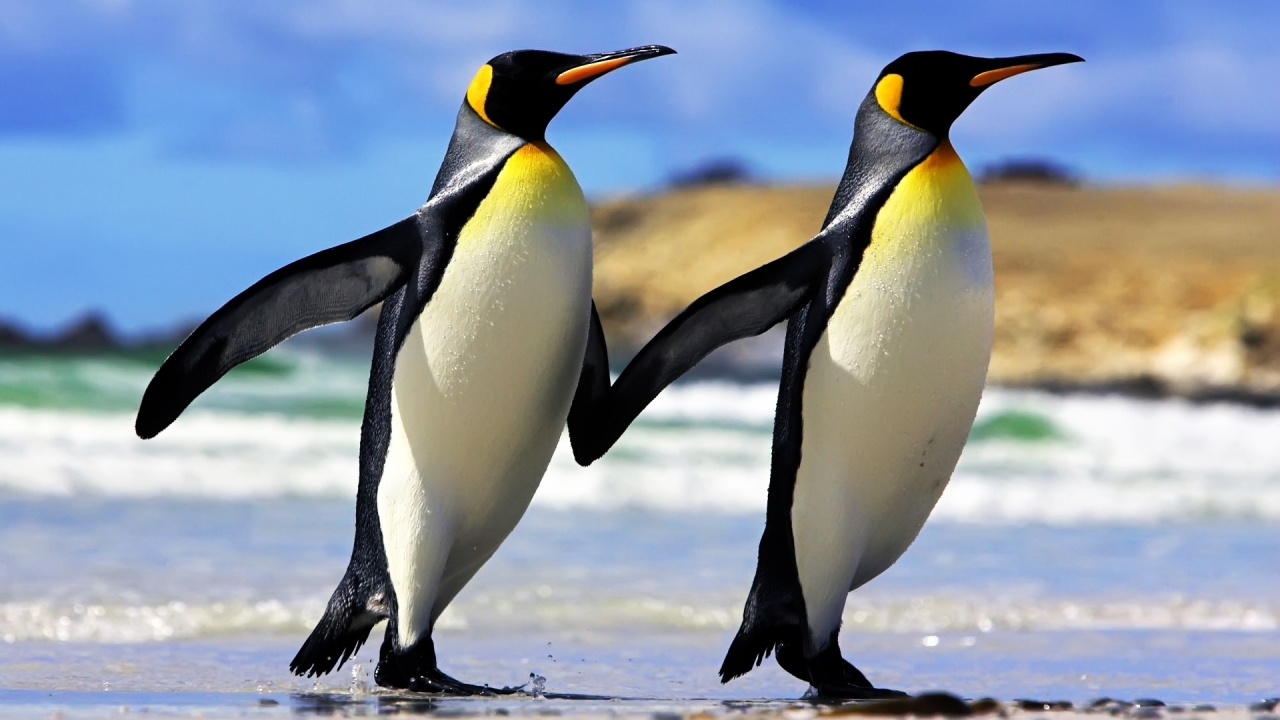 Emperor Penguins Couple for 1280 x 720 HDTV 720p resolution