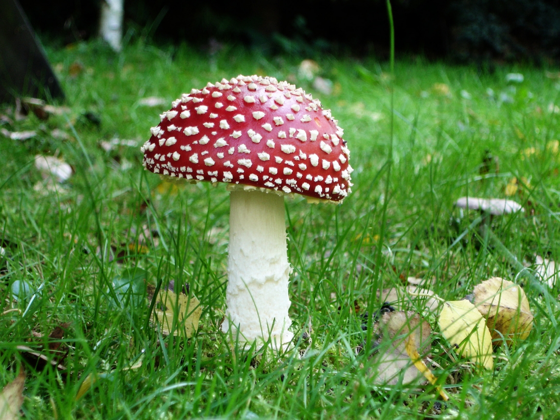 Epic Mushroom for 1152 x 864 resolution