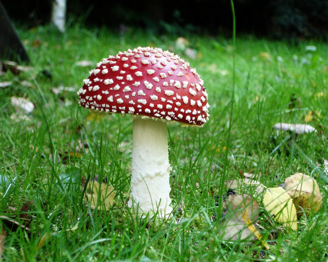 Epic Mushroom for 1280 x 1024 resolution