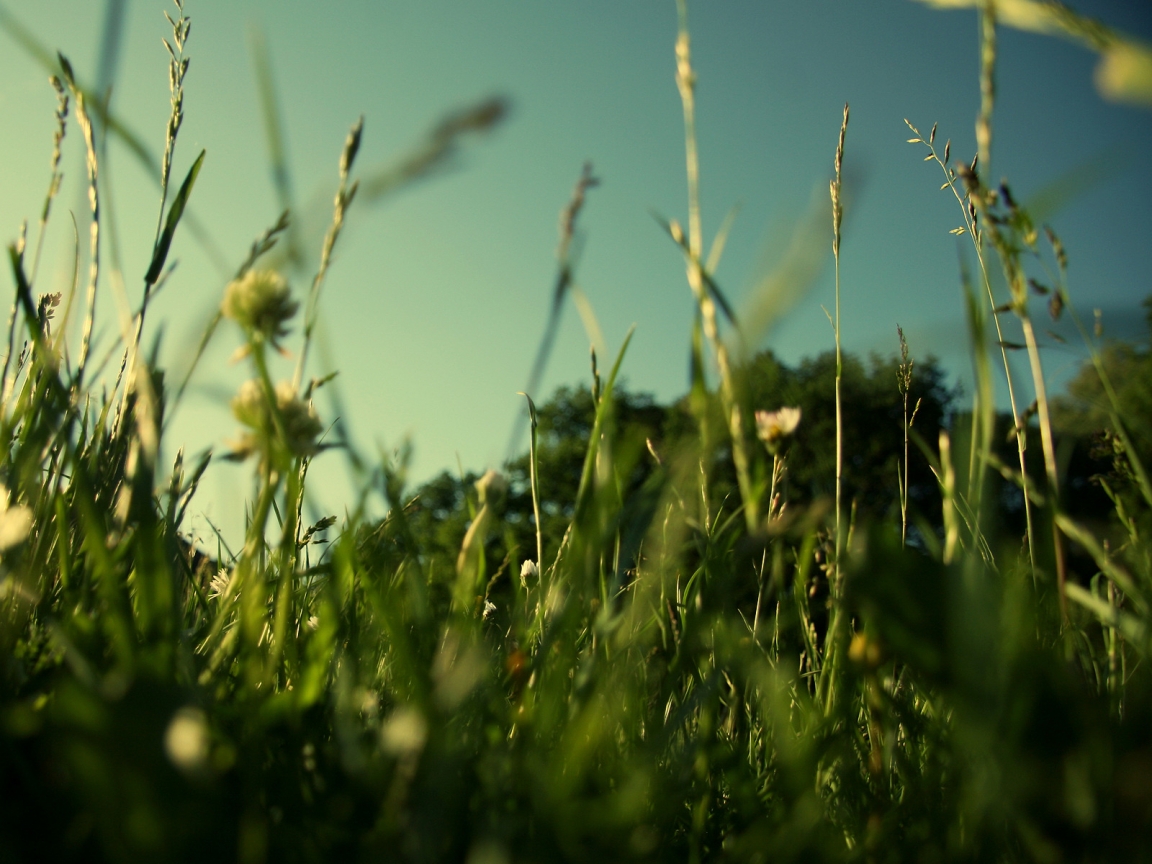 Evening Grass for 1152 x 864 resolution