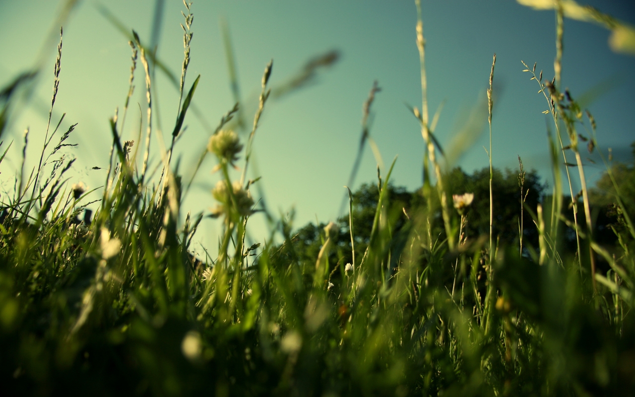 Evening Grass for 1280 x 800 widescreen resolution