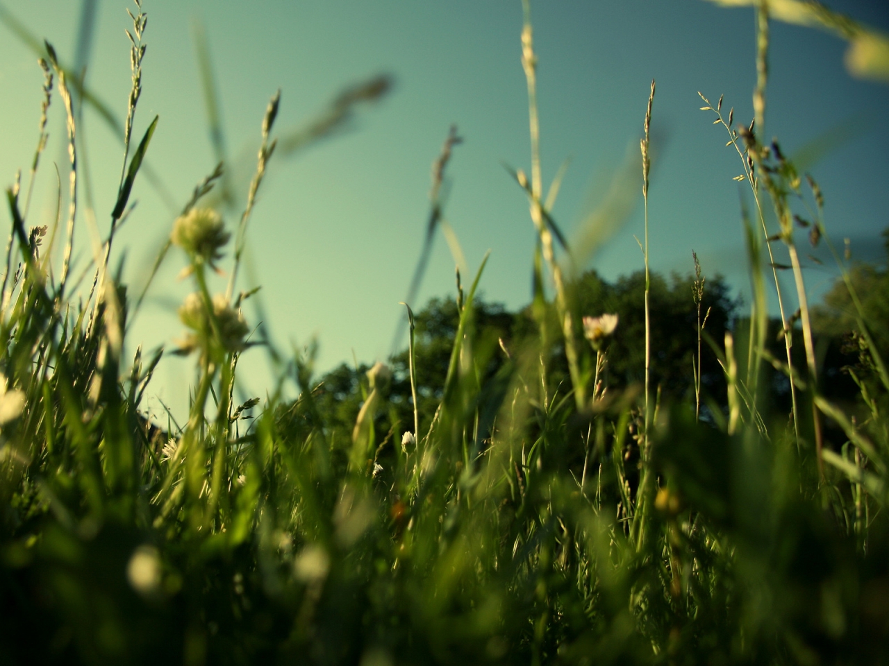Evening Grass for 1280 x 960 resolution