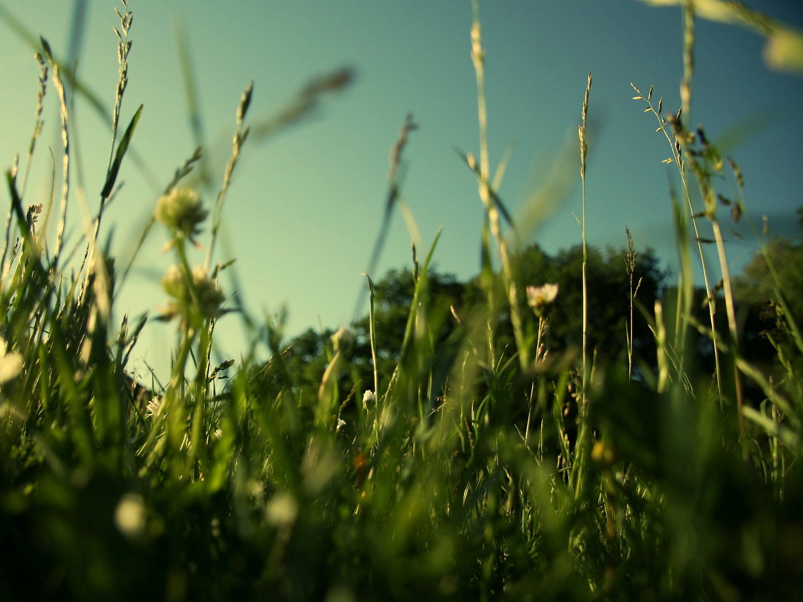 Evening Grass for 1600 x 1200 resolution
