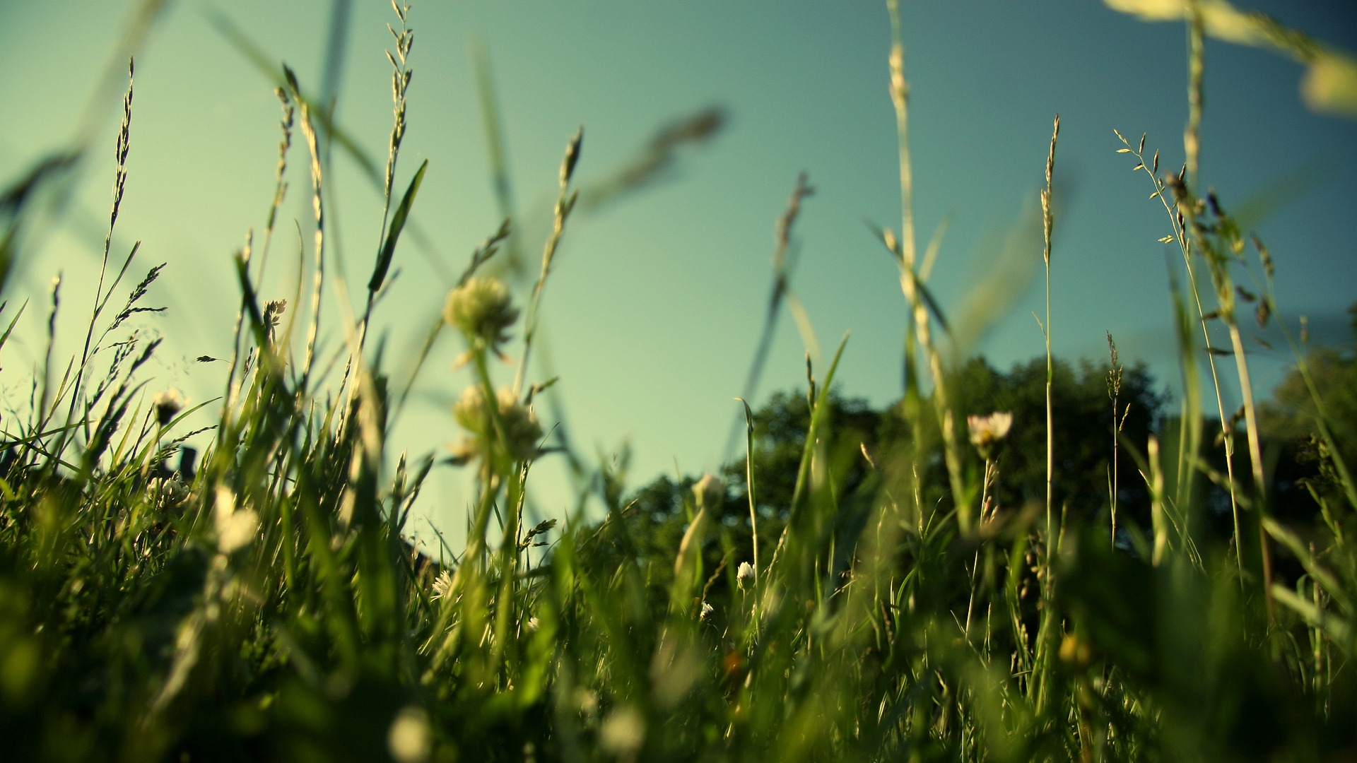Evening Grass for 1920 x 1080 HDTV 1080p resolution