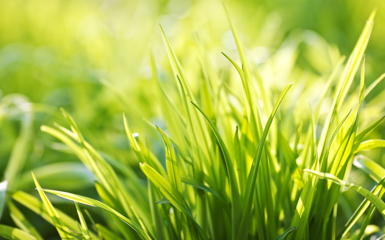 Ever Green Grass for 1280 x 800 widescreen resolution
