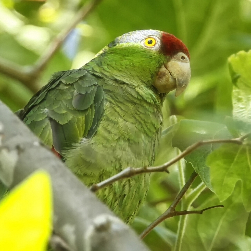 Exotic Green Parrot for 1024 x 1024 iPad resolution