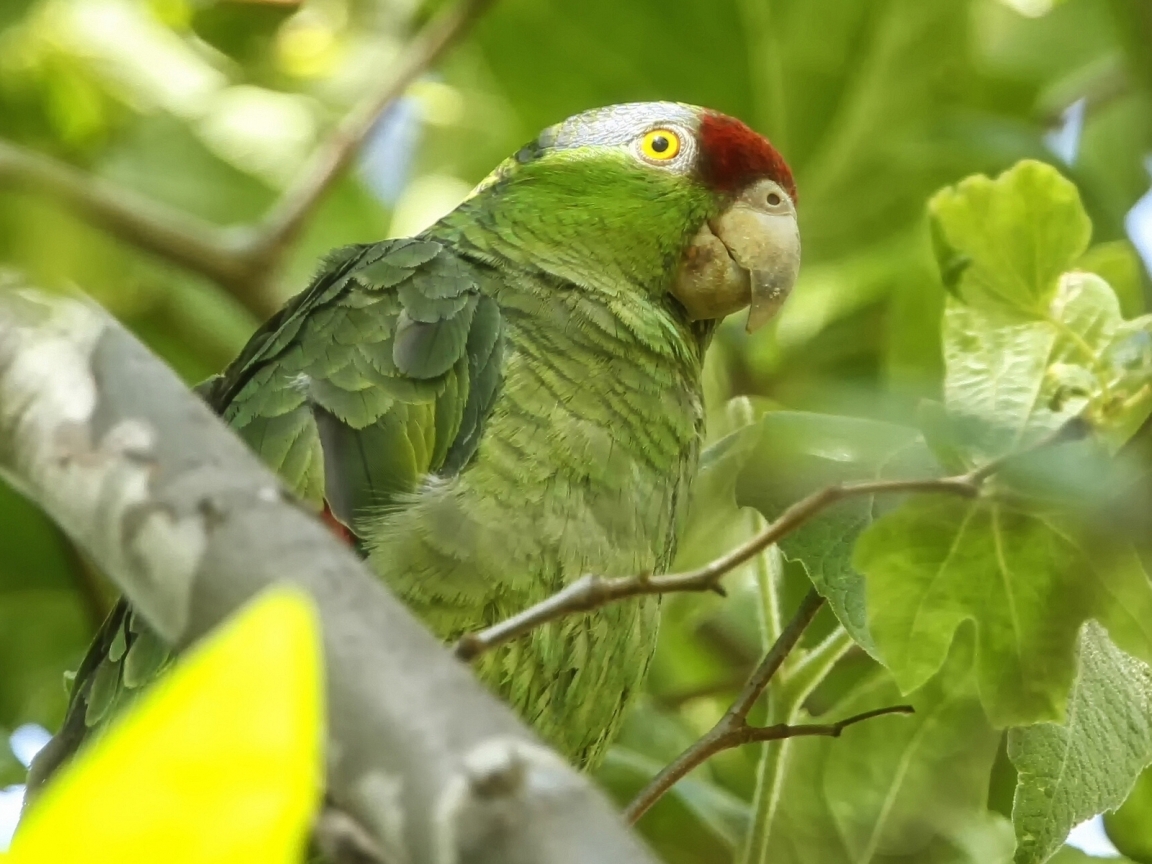 Exotic Green Parrot for 1152 x 864 resolution