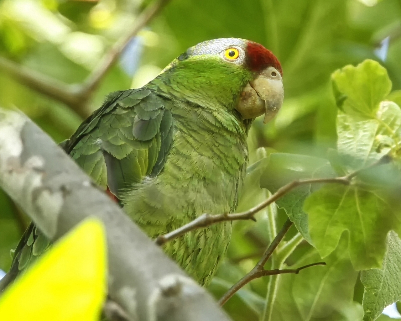 Exotic Green Parrot for 1280 x 1024 resolution